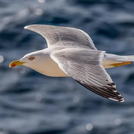 Seagull Sea & Airport *