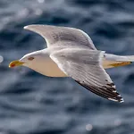 Seagull Sea & Airport *