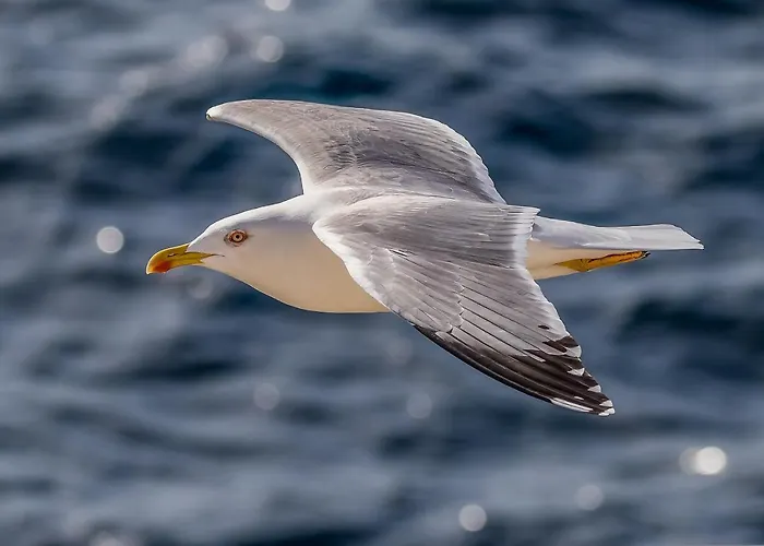 Seagull Sea & Airport *